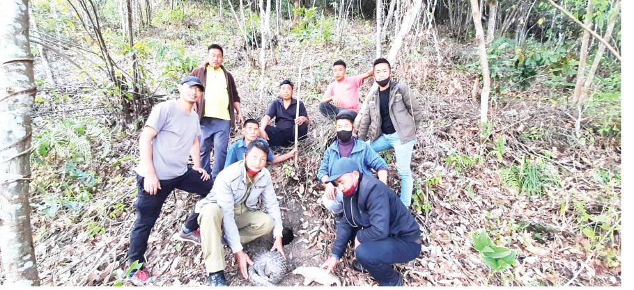 Phek Forest Department Ranger, members of Lozaphuhu Village Council, Students’ Union and Youth Organization releasing the pangolin on February 22.